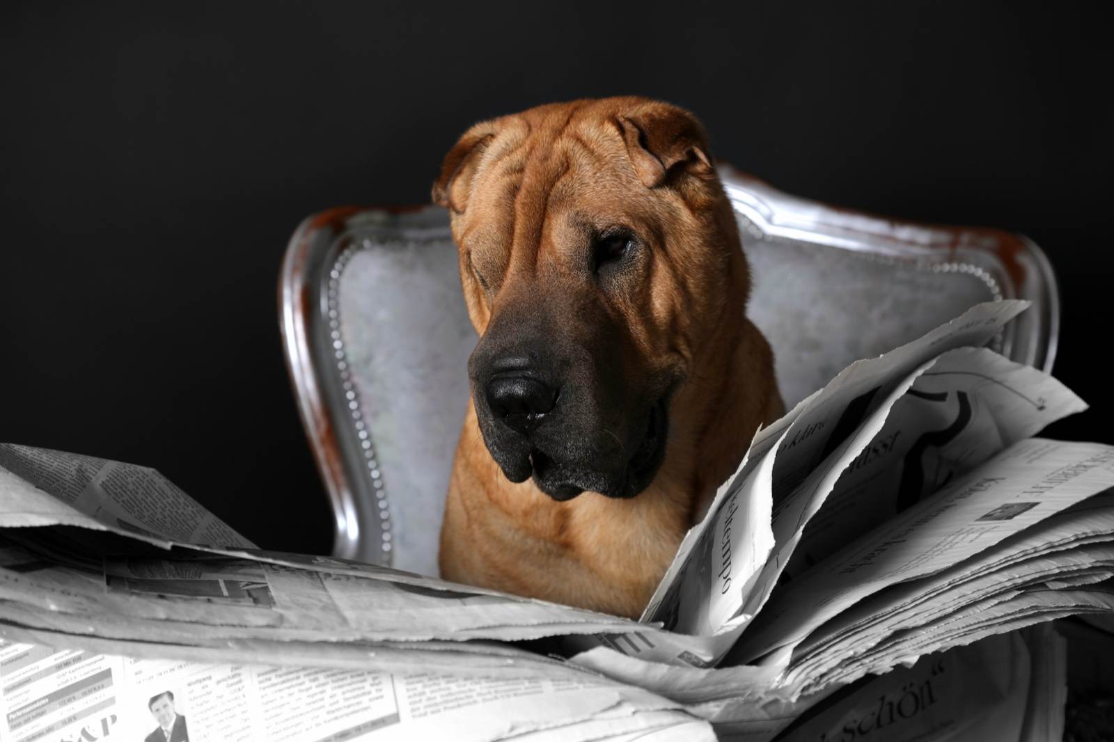 Tiere – Fotografie von ArtOfMoments, Berlin