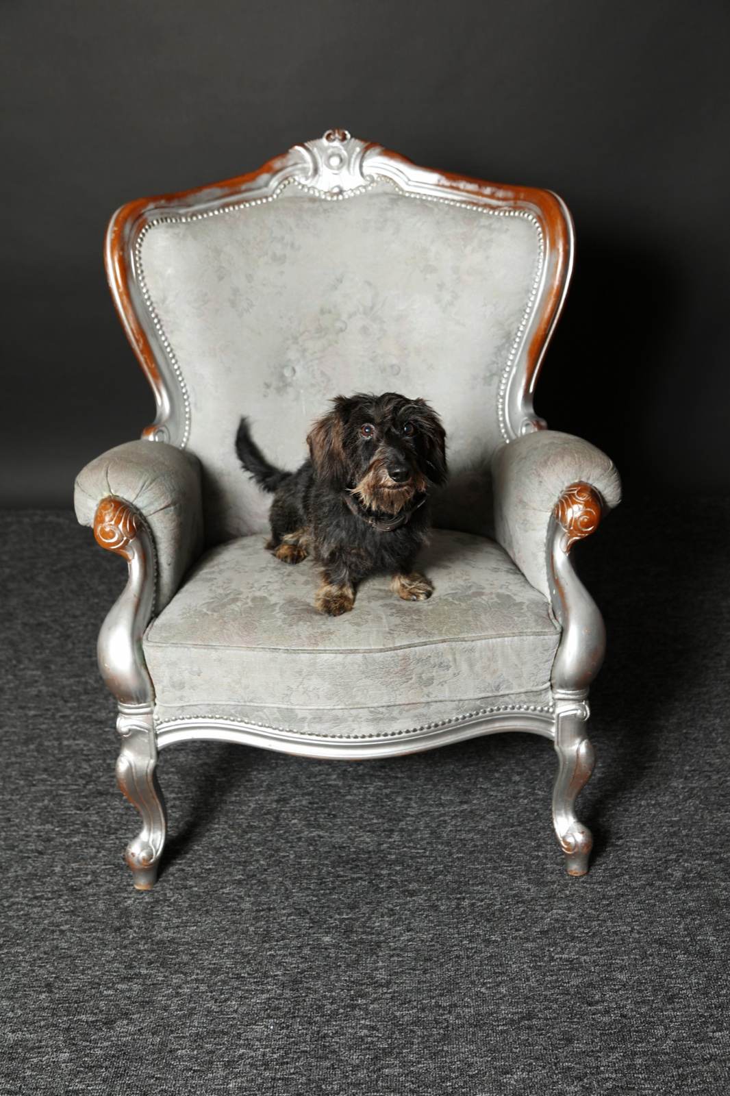 Tiere – Fotografie von ArtOfMoments, Berlin