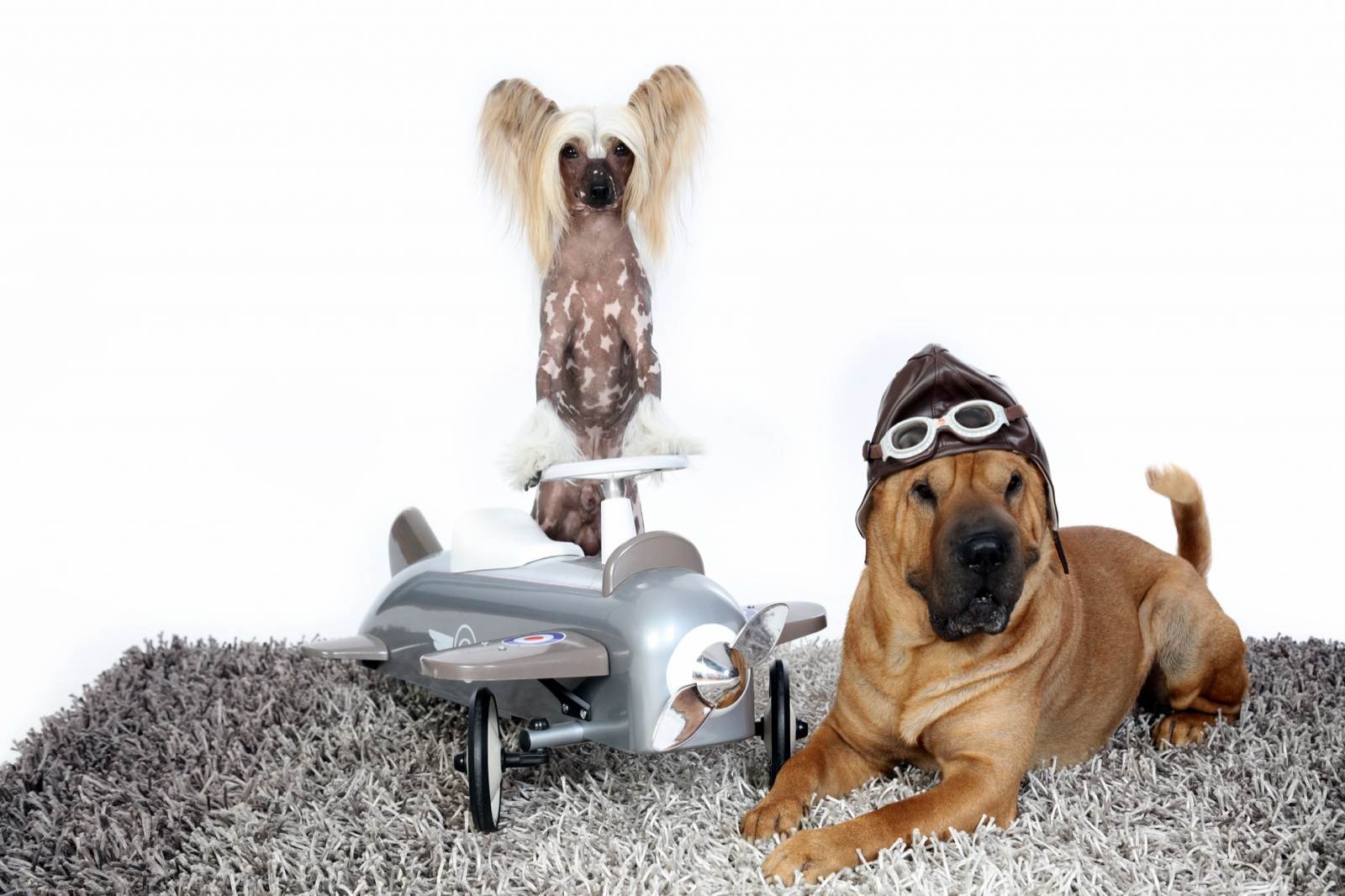 Tiere – Fotografie von ArtOfMoments, Berlin