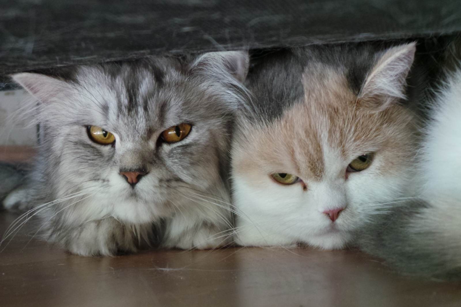 Tiere – Fotografie von ArtOfMoments, Berlin