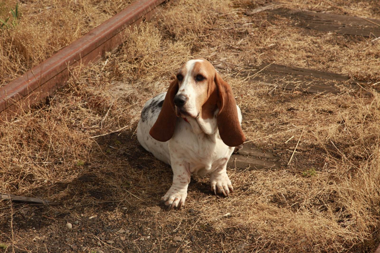 Tiere – Fotografie von ArtOfMoments, Berlin