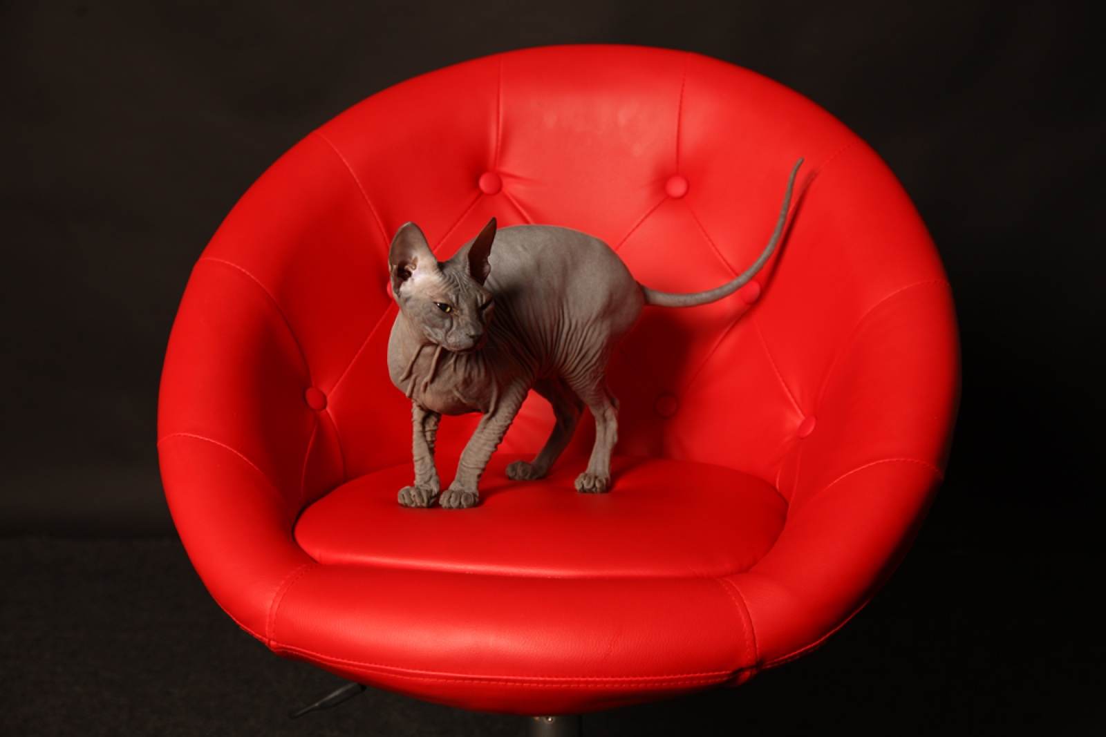 Tiere – Fotografie von ArtOfMoments, Berlin