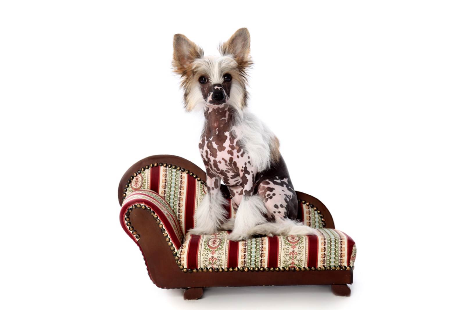 Tiere – Fotografie von ArtOfMoments, Berlin