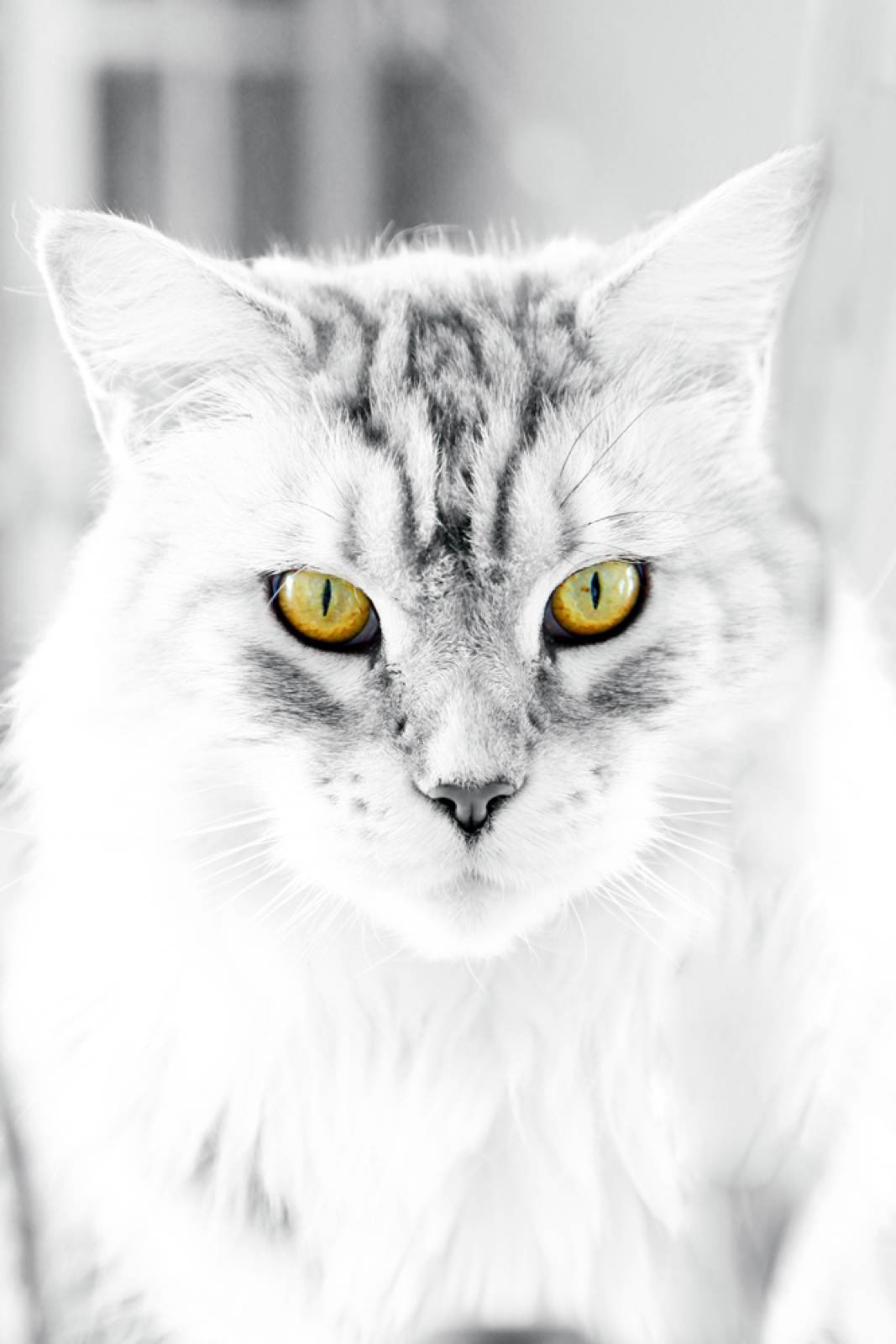 Tiere – Fotografie von ArtOfMoments, Berlin