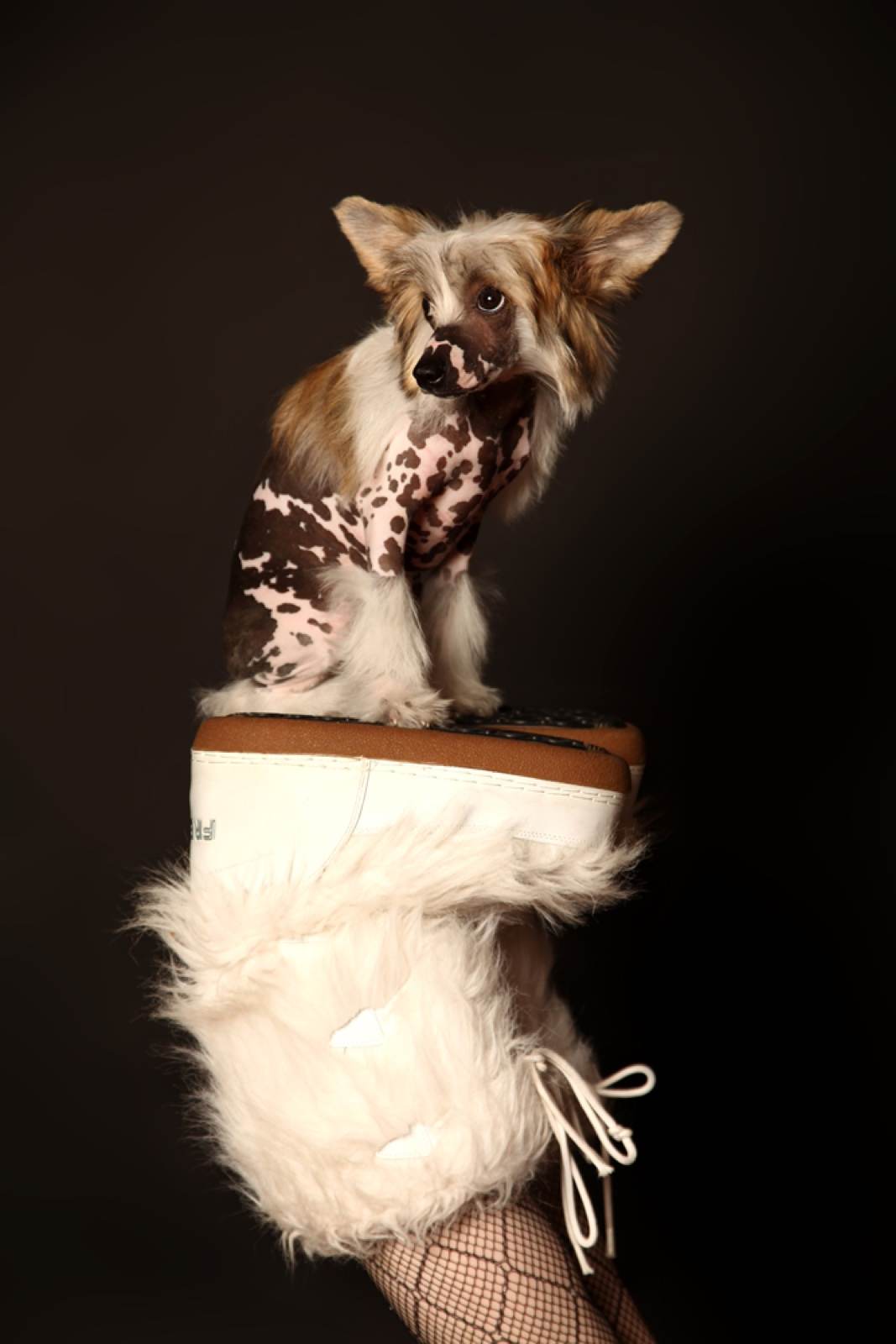 Tiere – Fotografie von ArtOfMoments, Berlin
