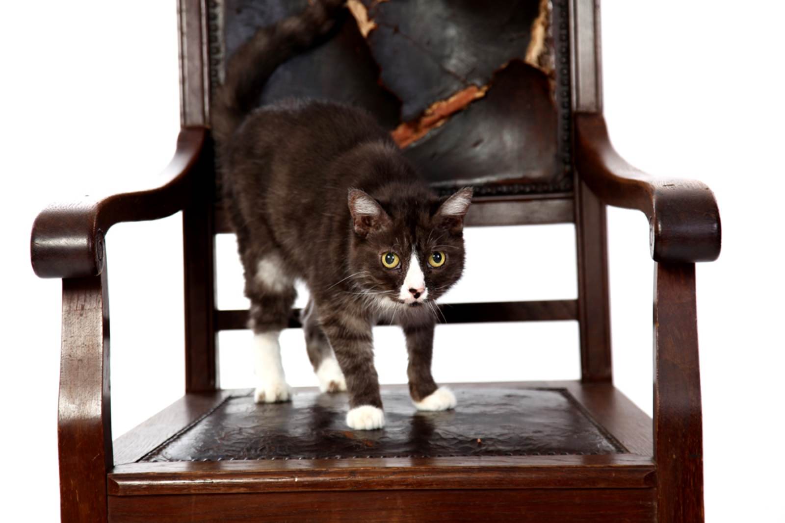 Tiere – Fotografie von ArtOfMoments, Berlin