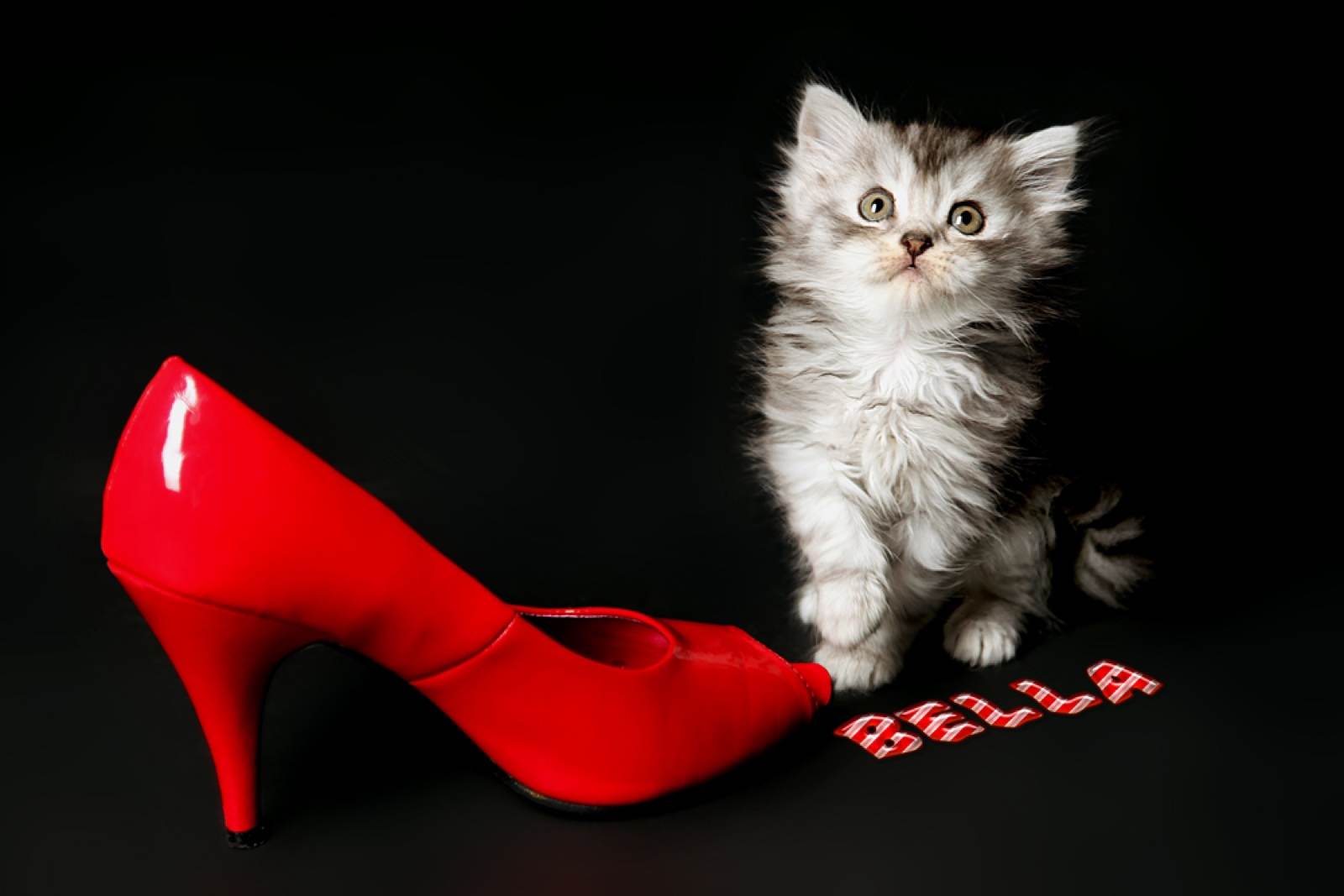 Tiere – Fotografie von ArtOfMoments, Berlin