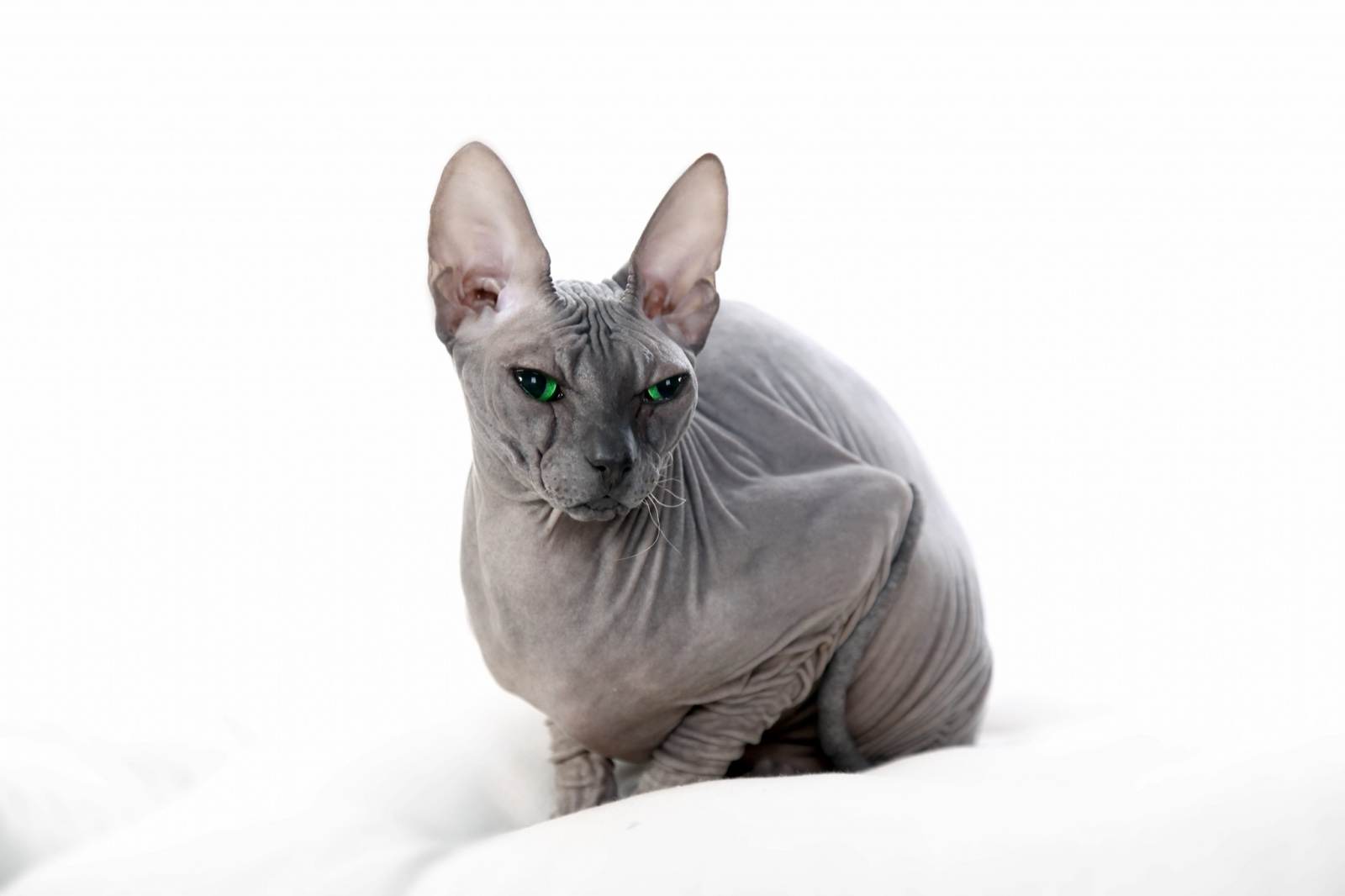 Tiere – Fotografie von ArtOfMoments, Berlin